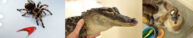 dimmitt-tampa-lowrey-zoo-featured